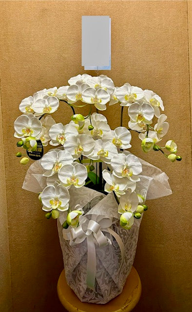 白胡蝶蘭 光触媒 （アーティシャルフラワー）造花 – shinoharaya
