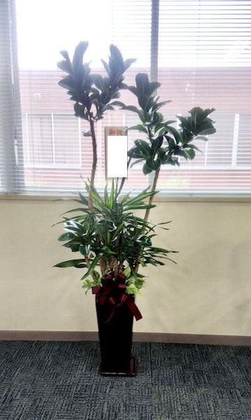 観葉植物　多種　オリジナル寄せ植え