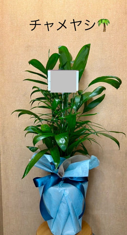 観葉植物　チャメヤシ（あなたを見守る）