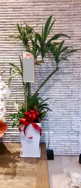 観葉植物　多種　オリジナル寄せ植え