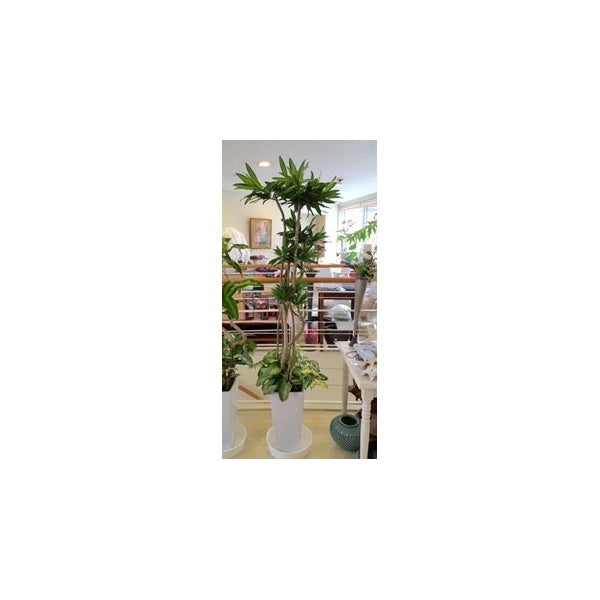 観葉寄せ植え　　ご予算に応じて