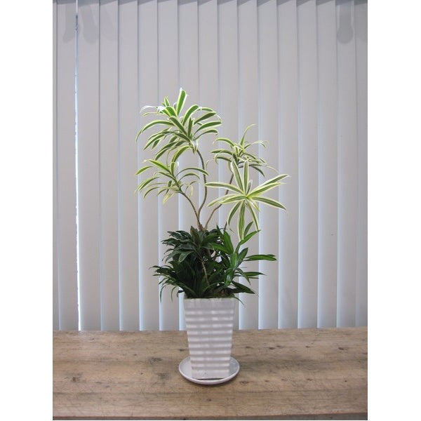 観葉植物　ソング、オブ、インディアナの寄せ植え