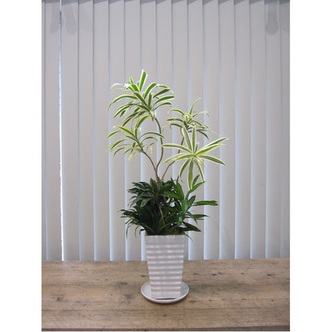 観葉植物　ソング、オブ、インディアナの寄せ植え
