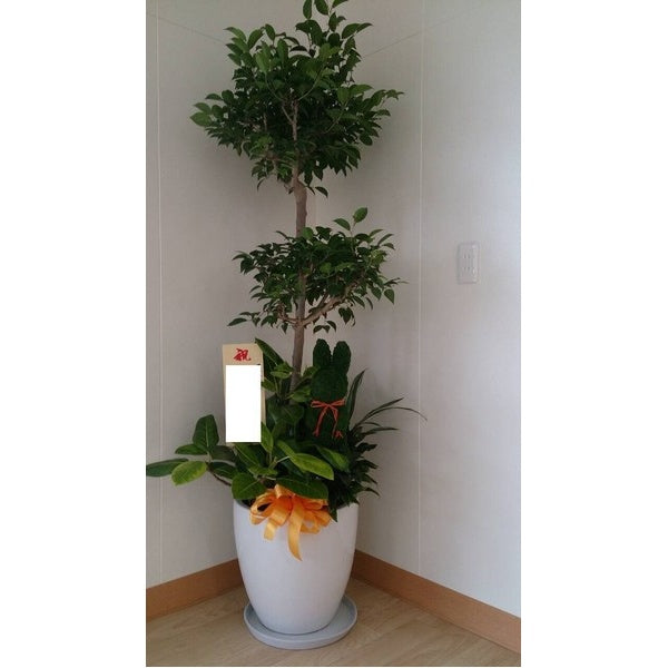観葉植物　多種　オリジナル寄せ植え