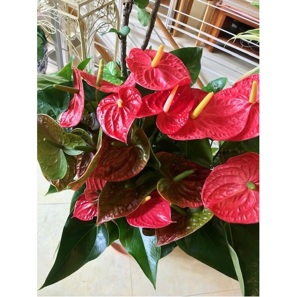 観葉植物　アンスリューム大鉢