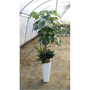 観葉植物　Ｌ　　（サイズやご予算に応じます）