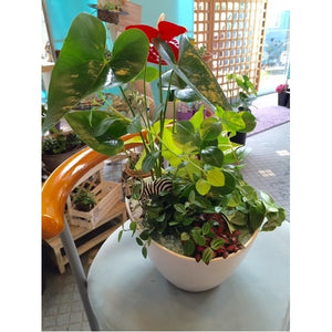 観葉植物　寄せ植え　（季節により植物が　異なります）