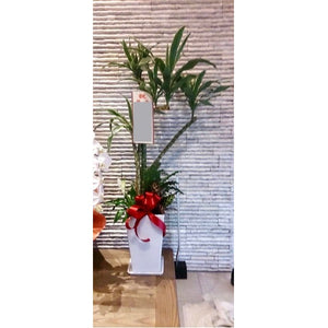 観葉植物 A