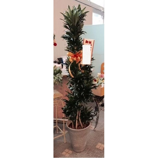 観葉植物 F　（月）サイズやご予算に応じてます）