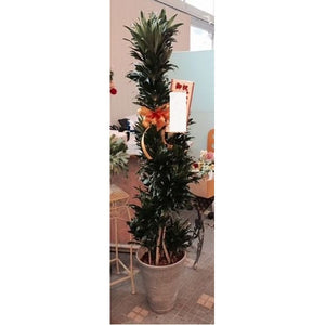 観葉植物 F　（月）サイズやご予算に応じてます）