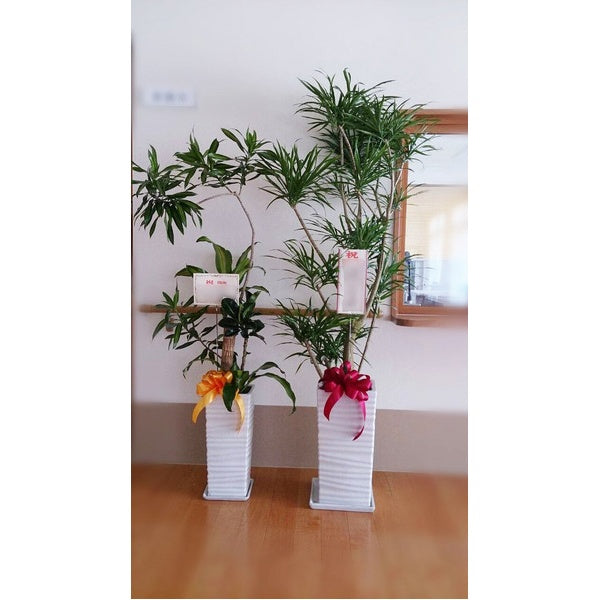 観葉植物 G