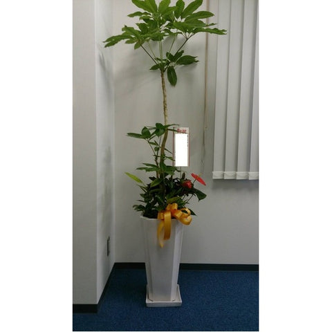 観葉植物 H
