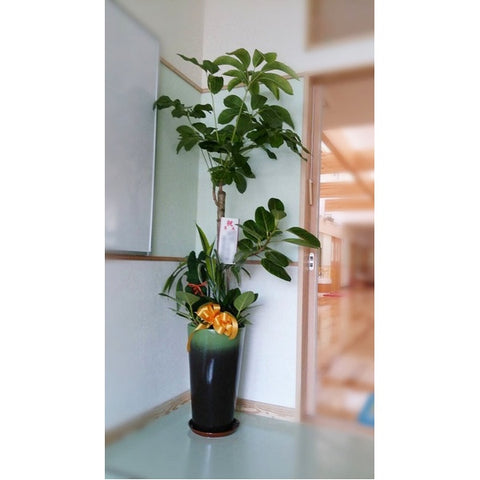 観葉植物 　（ご希望のサイズ　ご予算に応じてます）