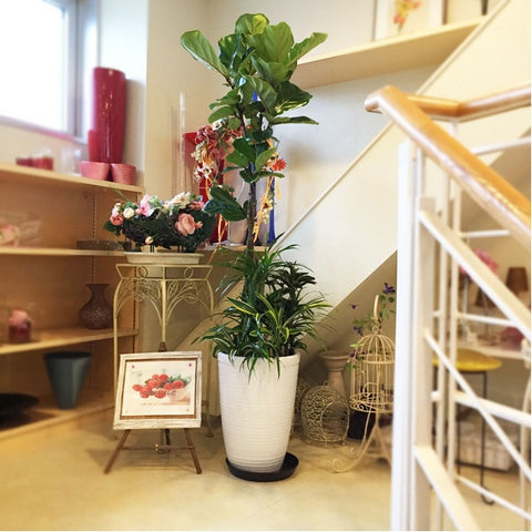 観葉植物 J