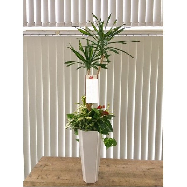 観葉植物 K　ご予算に応じて作成