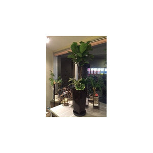 カシワバゴム　寄せ植え　