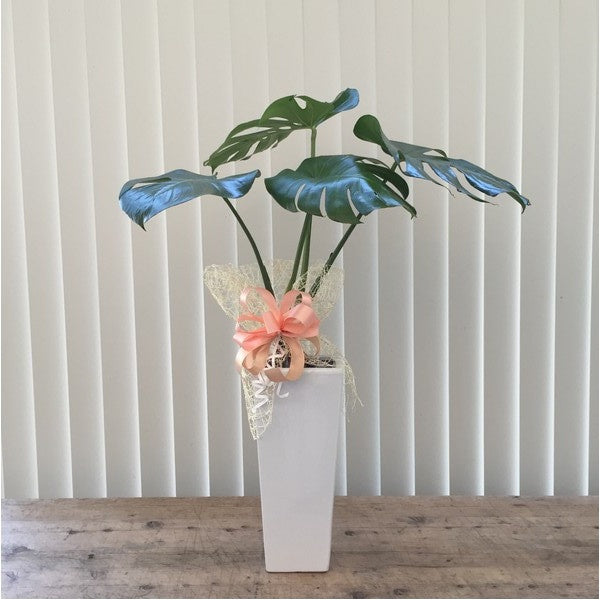 モンステラ　（観葉植物　陶器入り）
