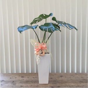 モンステラ　（観葉植物　陶器入り）