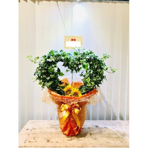 観葉植物　　ハートアイビー　Ⅿサイズ（Ｈ80センチ　Ｗ60センチ）要予約