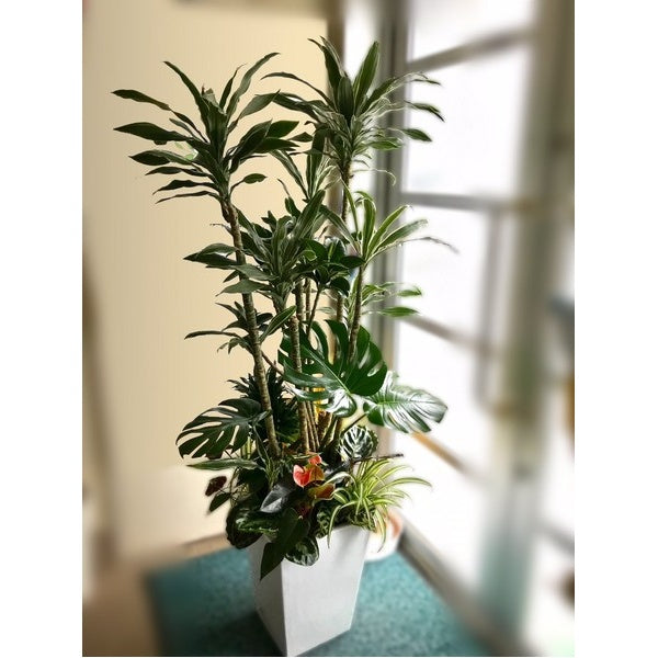 観葉植物　Ｎ　　寄せ植え特大