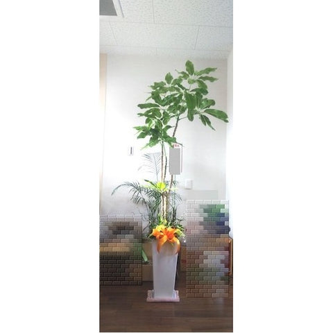 19-11127　観葉植物
