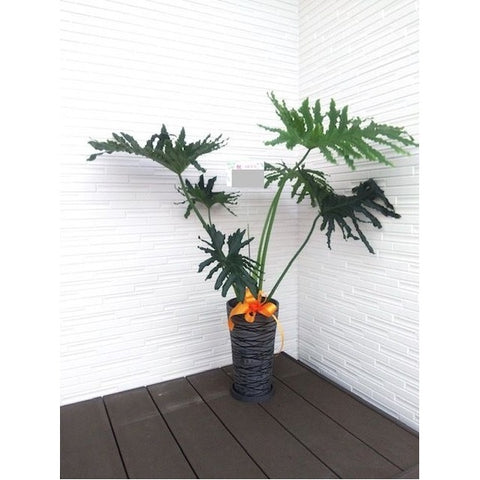 観葉植物　セローム