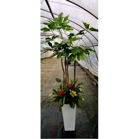 観葉植物　20-02-06-2