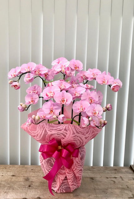 光触媒胡蝶蘭　優しいピンク