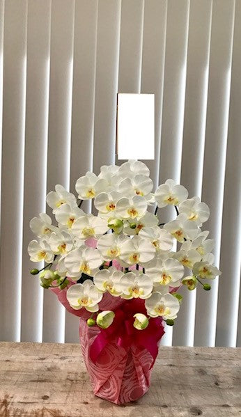 白胡蝶蘭　光触媒　（アーティシャルフラワー）造花